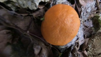 KR Nenavadne Rastline 001
